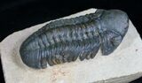Large Inch, Prone Reedops Trilobite #4103-2